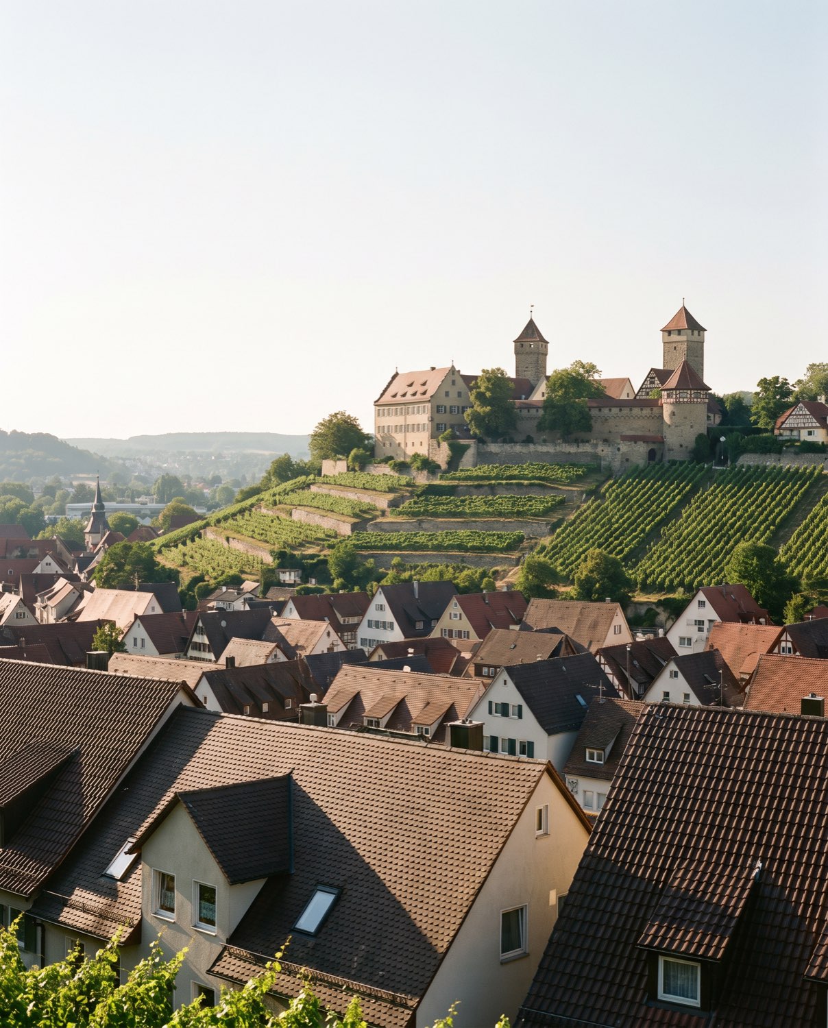 Ziegeldächer einer Altstadt, darüber eine Burganlage mit zwei Türmen über Weinreben