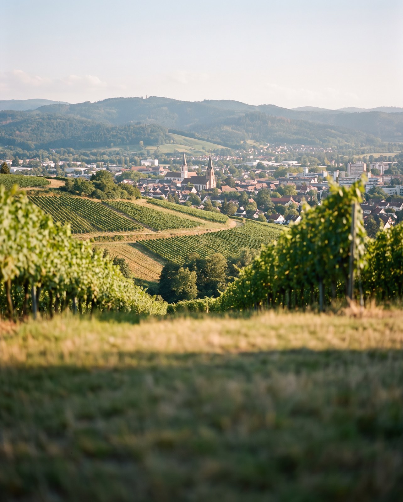 Stadtansicht mit Weinbergen