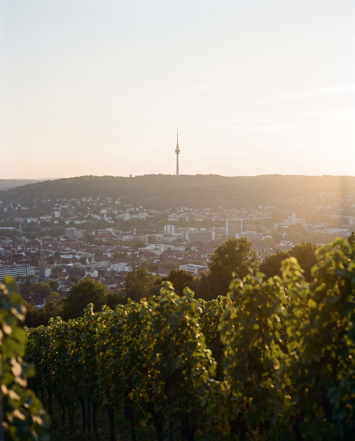 Rebzeilen im Vordergrund, dahinter eine Stadt im Talkessel mit einem Fernsehturm auf dem bewaldeten Höhenzug